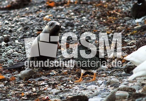 Kelpgans (2 von 8).jpg